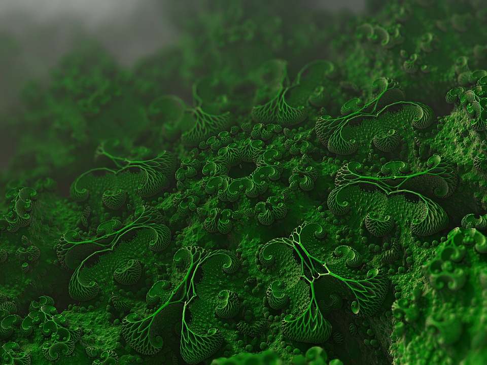 microorganismos