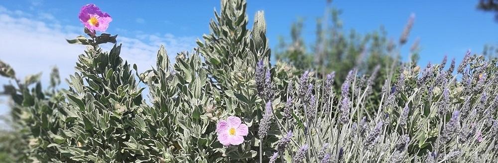Flora