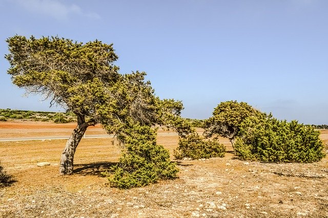 Flora de Formentera