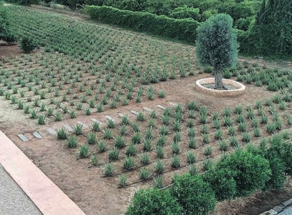 ibizaloe.com