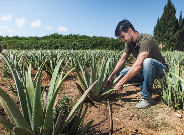 cesar_aloe_vera_plantacion Ibizaloe