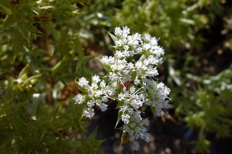 echinophora-spinosa-Inflorescencies