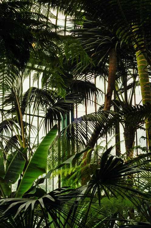 jardin botanico