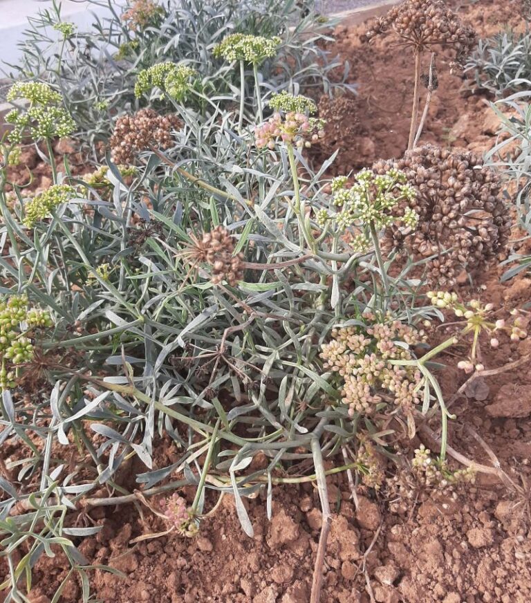 Crithmum maritimum
