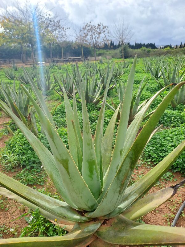 Aloe Vera