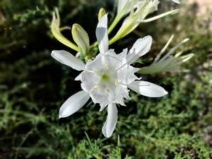 Pancratium maritimum