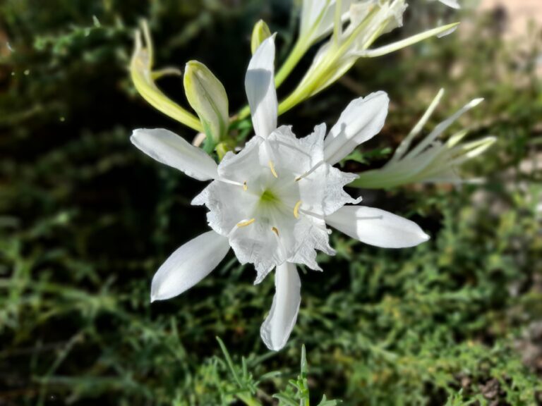 Pancratium maritimum