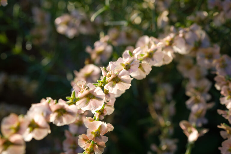 Salsola oppositifolia