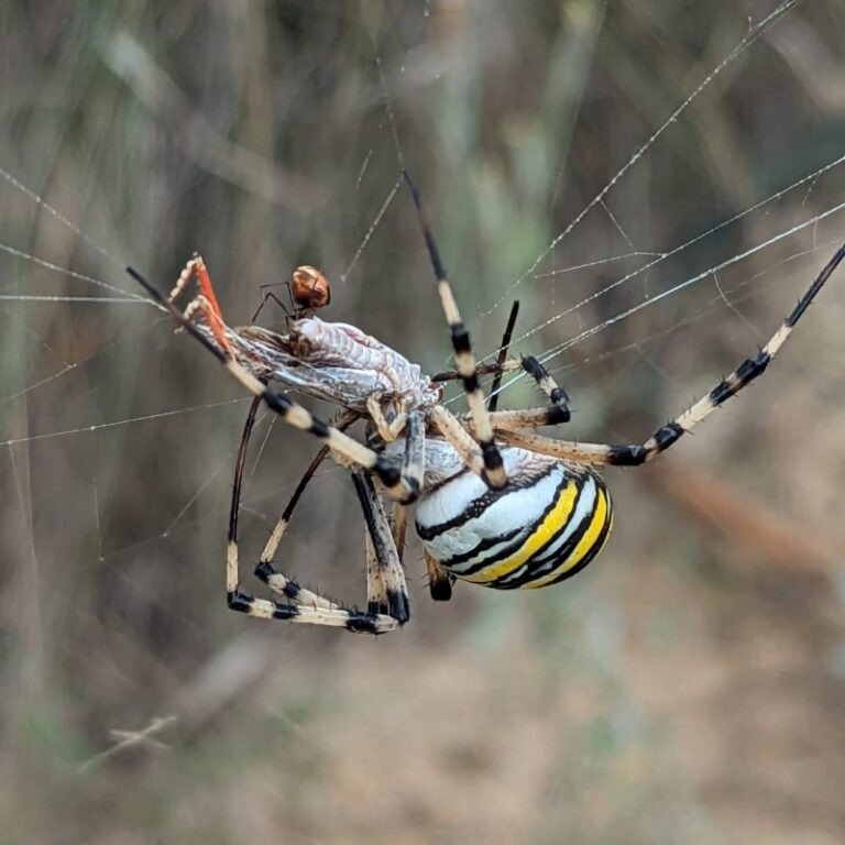2-3-b_Texto-principal_Argiope