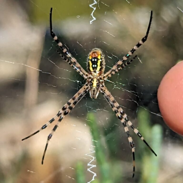 2-3-b_Texto-principal_Argiope_stabilimentum