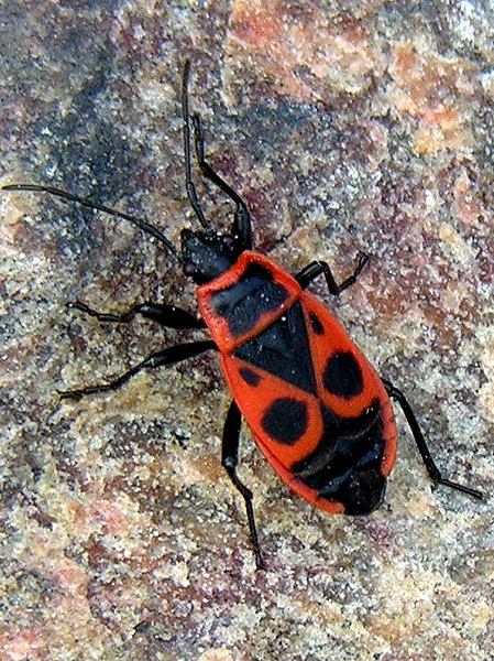Pyrrhocoris apterus