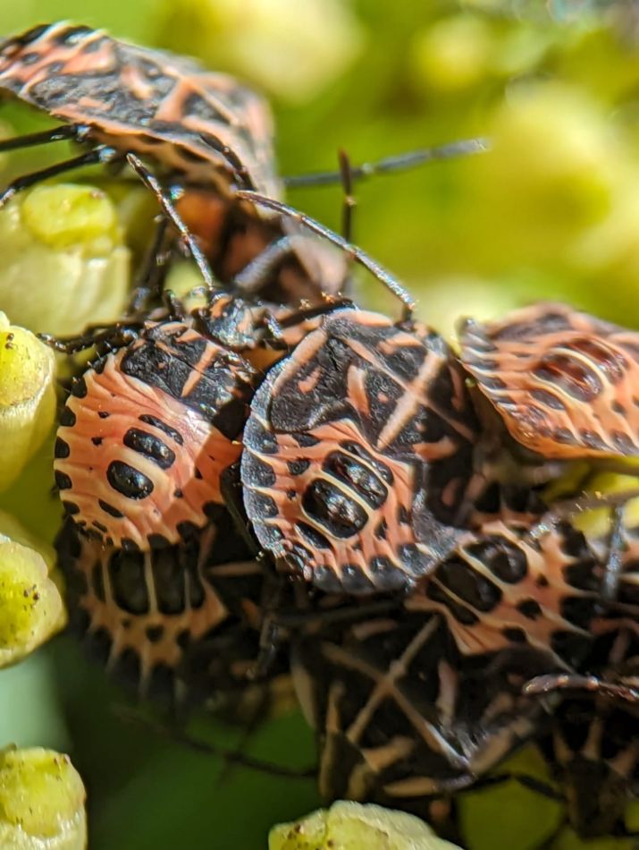 Agregación de juveniles de Graphomosa semipunctatum