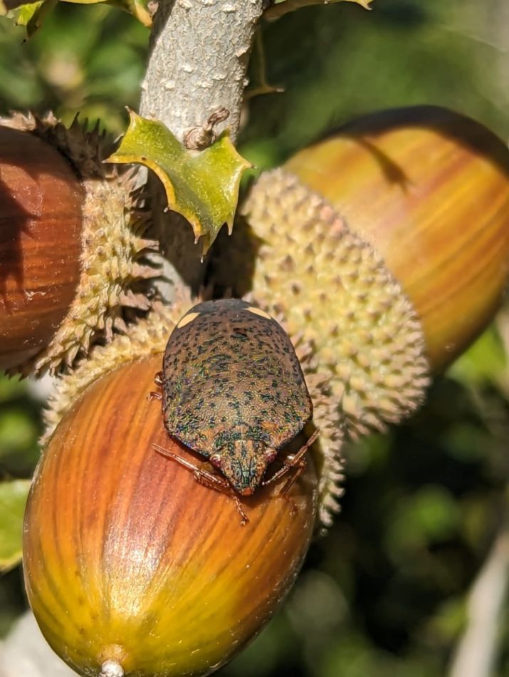 Solenosthedium bilunatum